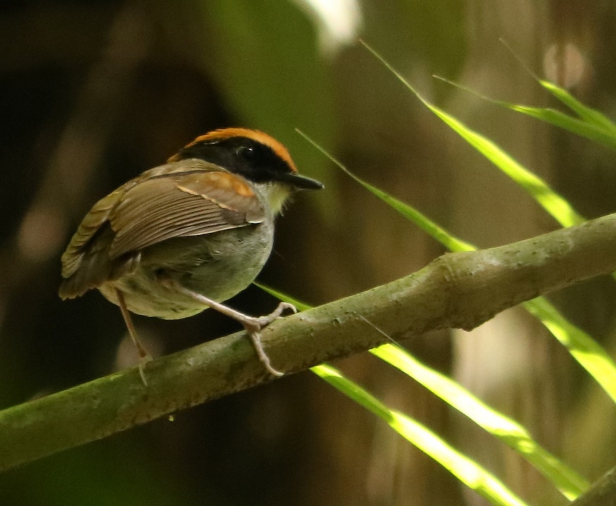 Black-cheeked Gnateater - ML642670487