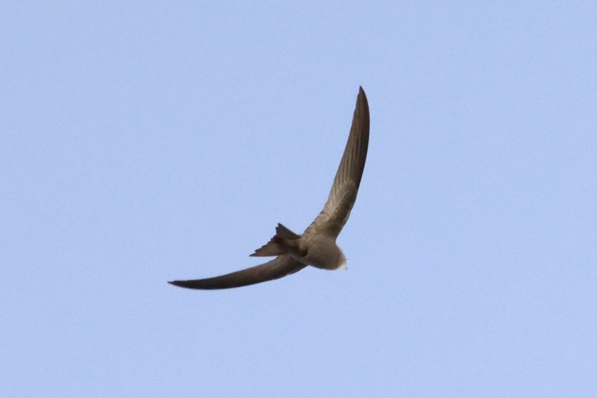 Pallid Swift - ML642670517