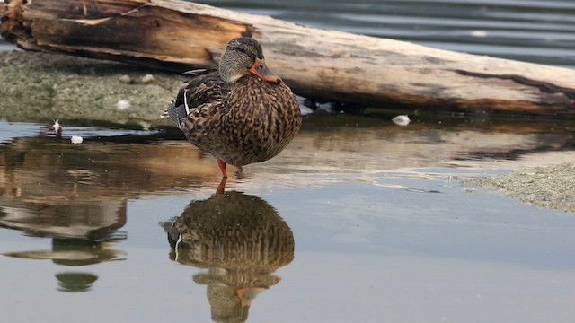 Mallard - ML642670553