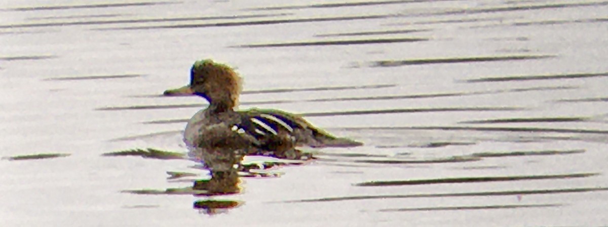 Hooded Merganser - ML642670564
