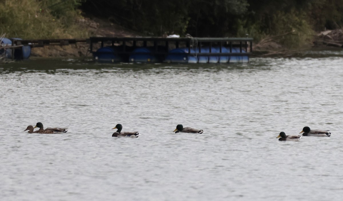 Mallard - ML642670576