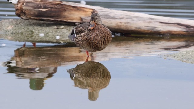 Mallard - ML642670578