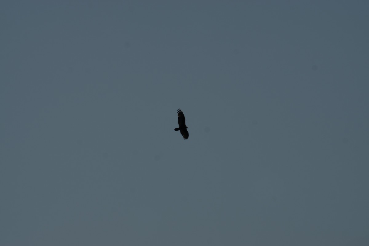 Turkey Vulture - ML642670582