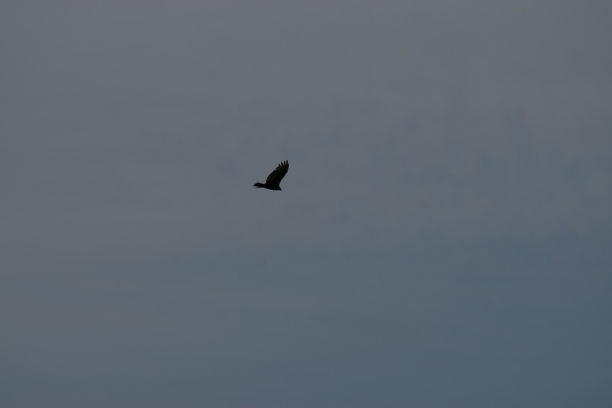 Turkey Vulture - ML642670584
