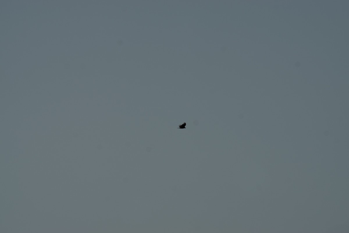 Turkey Vulture - ML642670585