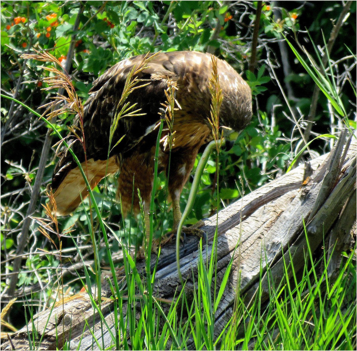 Red-tailed Hawk - ML642670606