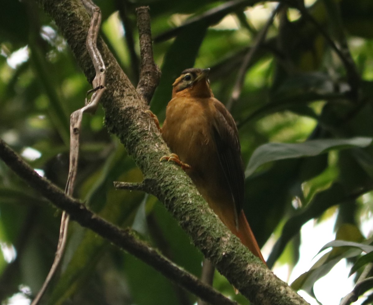 Black-capped Foliage-gleaner - ML642670615