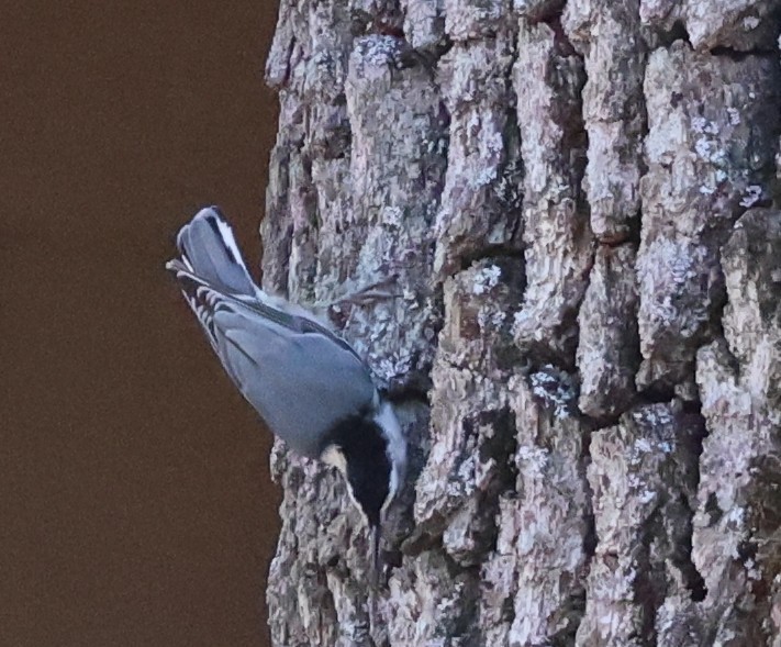 White-breasted Nuthatch - ML642670619