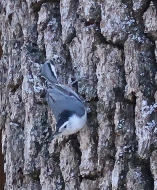 White-breasted Nuthatch - ML642670620