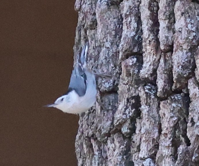 White-breasted Nuthatch - ML642670621