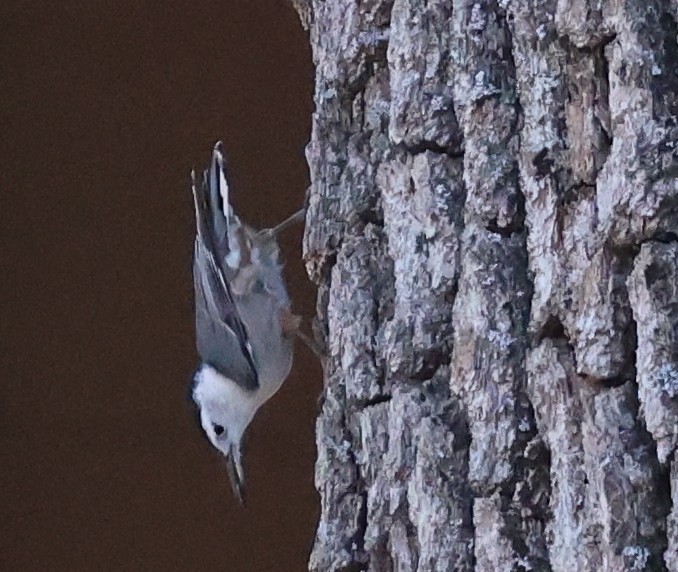 White-breasted Nuthatch - ML642670623