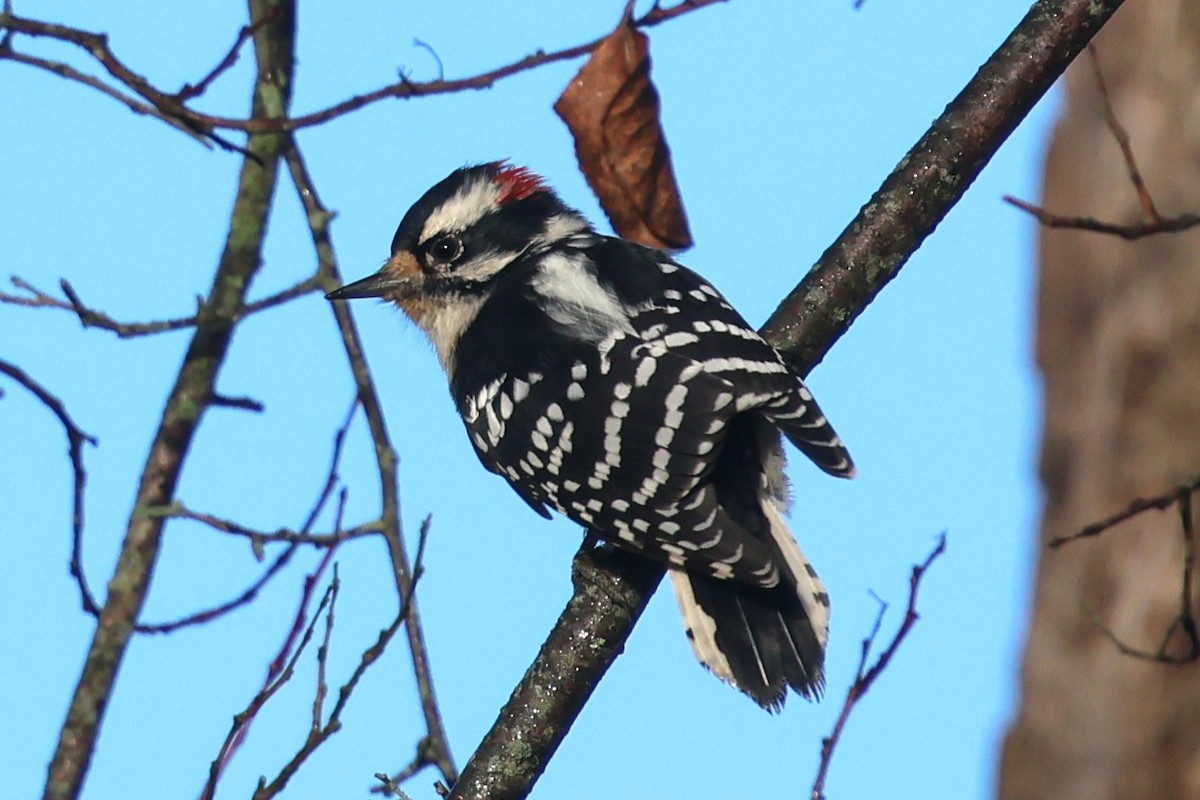 Downy Woodpecker - ML642670648