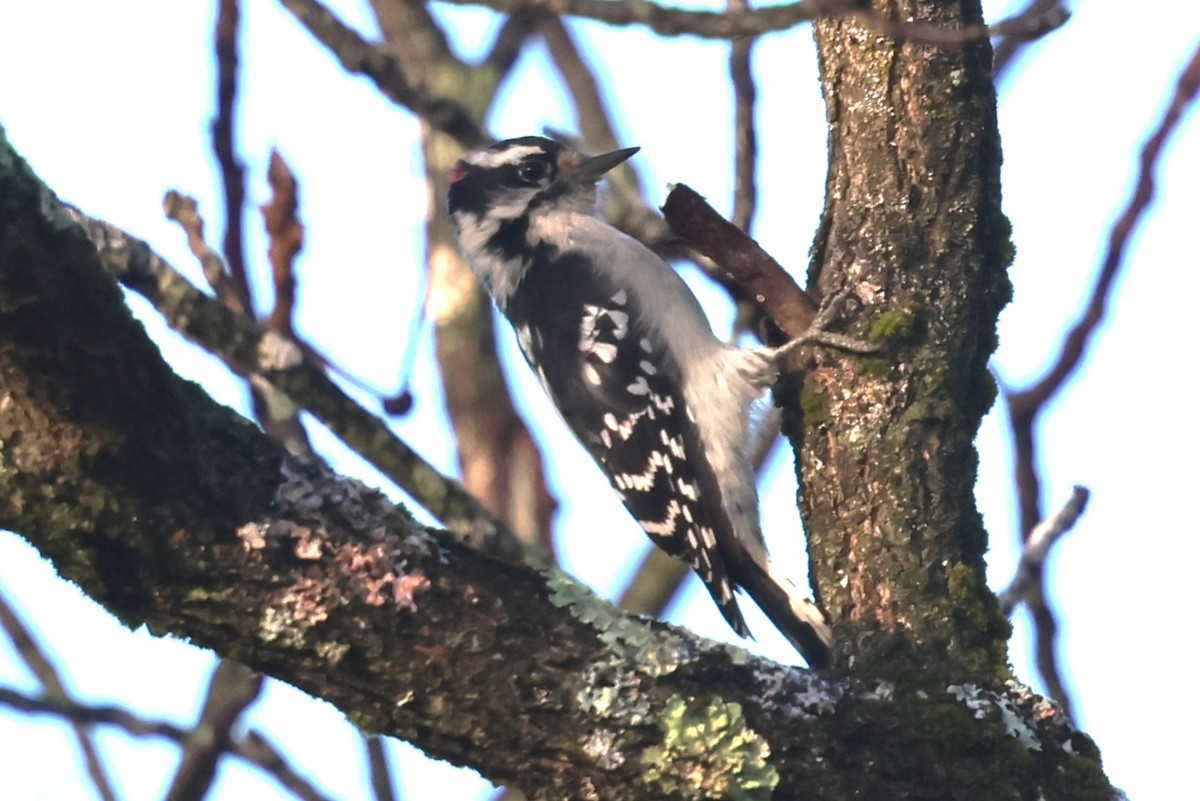 Downy Woodpecker - ML642670649