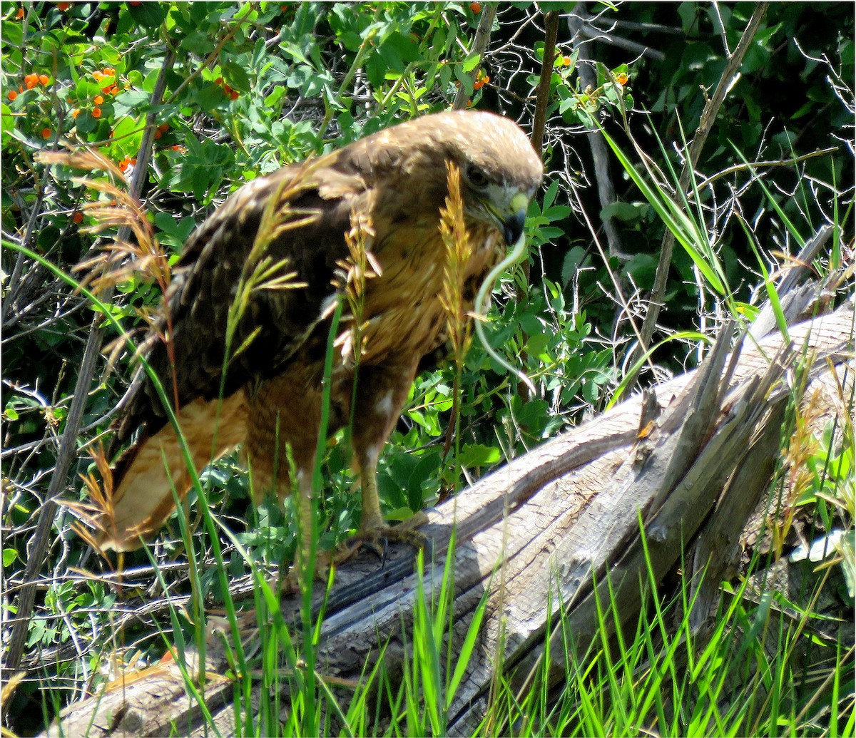 Red-tailed Hawk - ML642670658