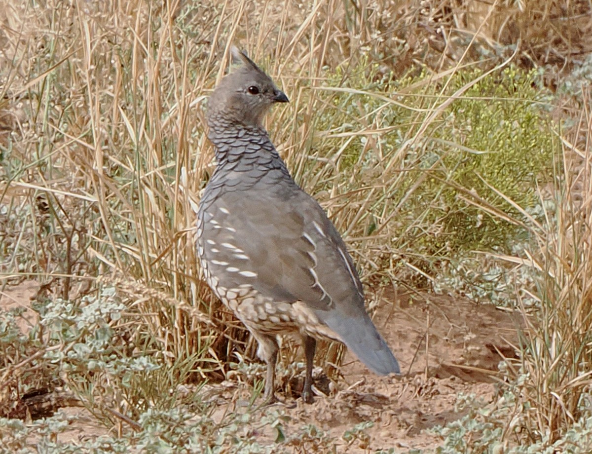 ウロコウズラ - ML642670668