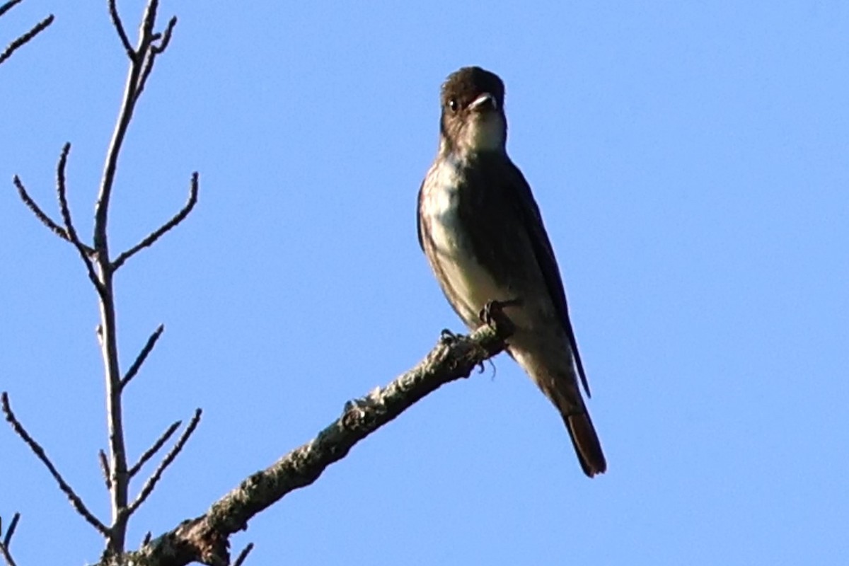 Olive-sided Flycatcher - ML642670670