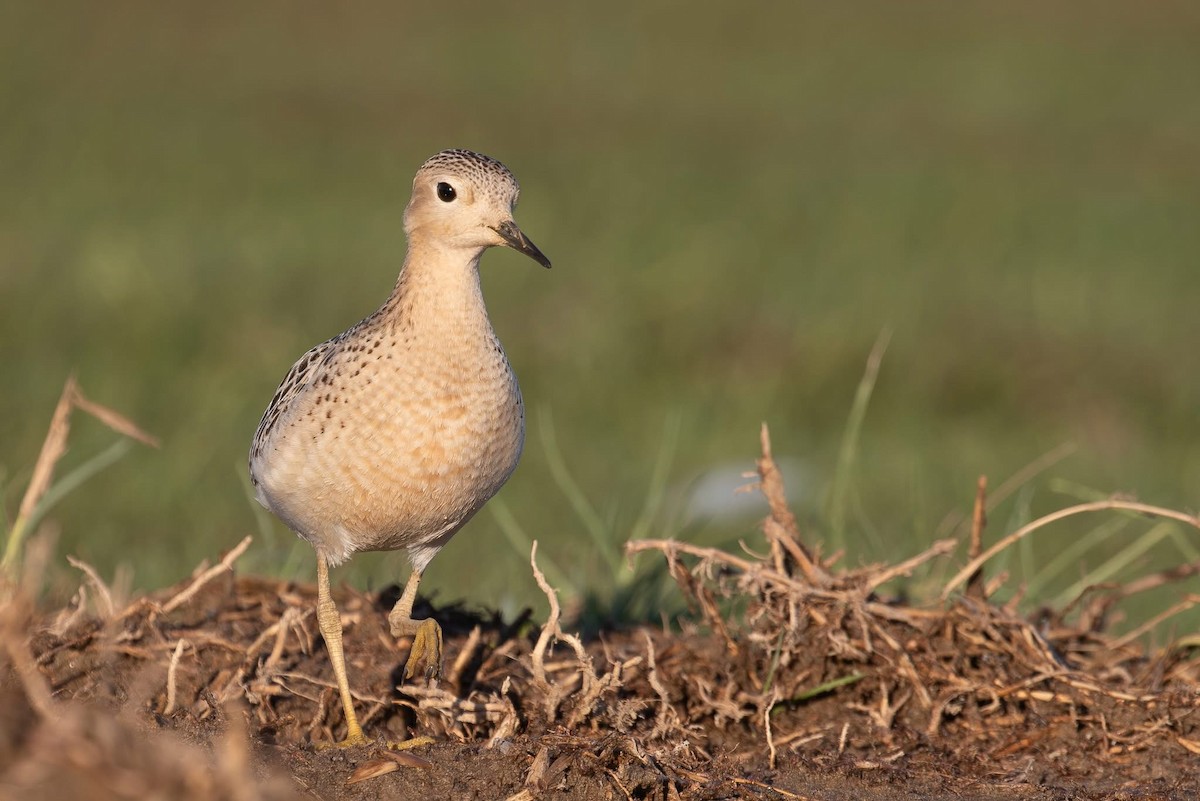 Buff-breasted Sandpiper - ML642670673