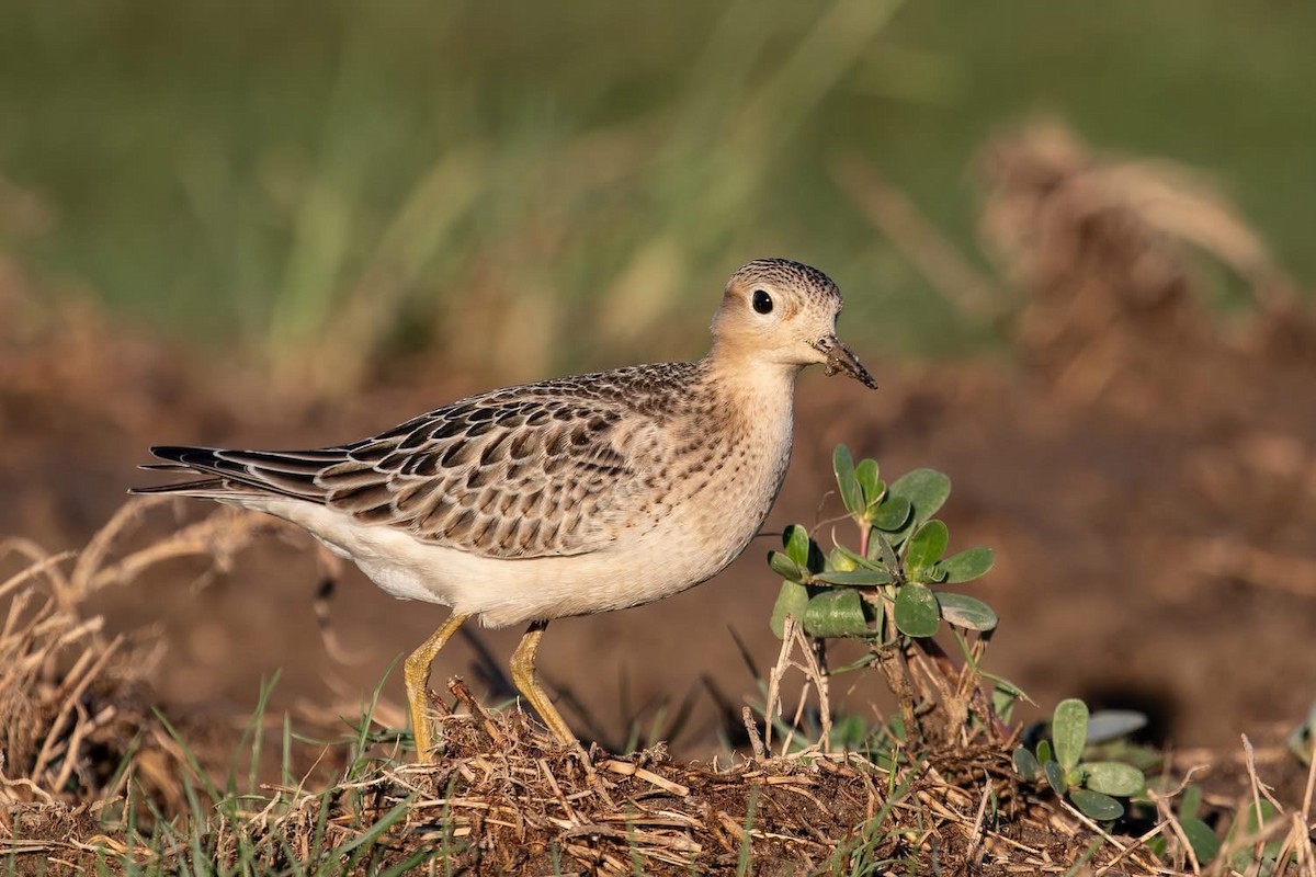 Buff-breasted Sandpiper - ML642670674