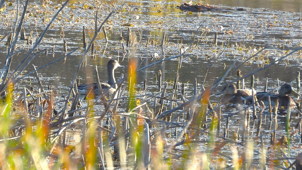 Northern Pintail - ML642670678