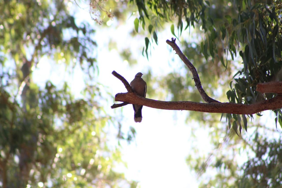 West Peruvian Dove - ML642670682