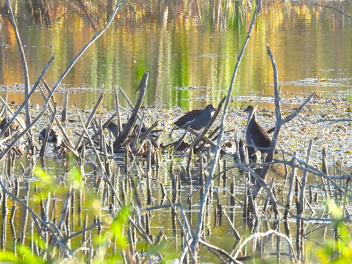 Common Gallinule - ML642670684