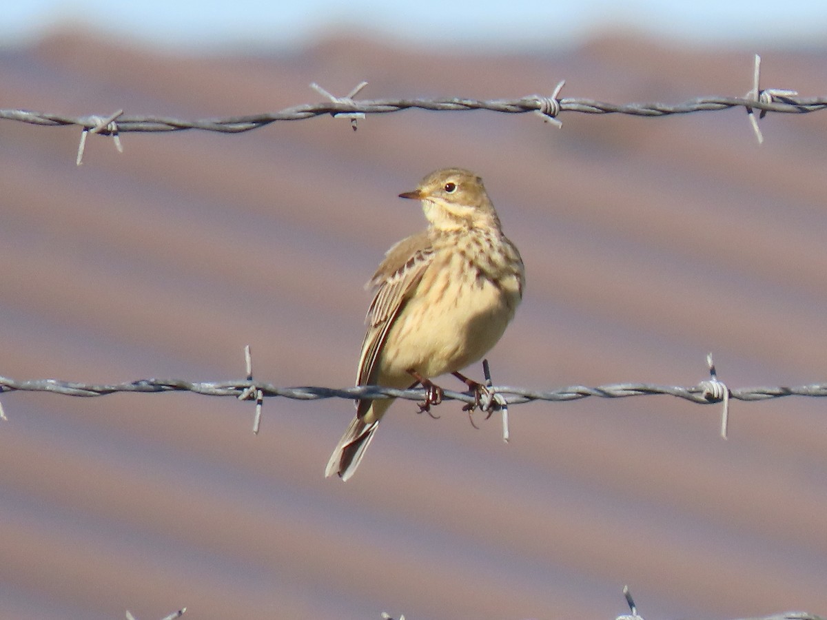 American Pipit - ML642670690