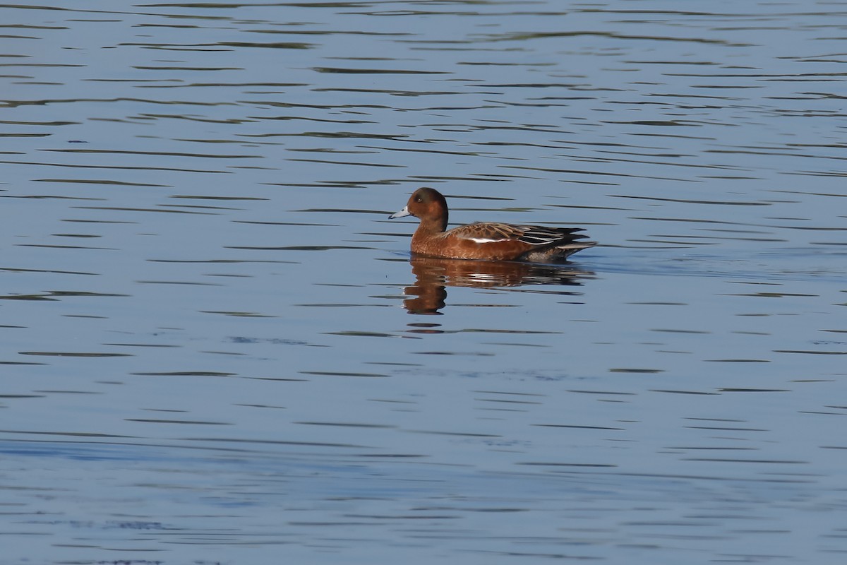Eurasian Wigeon - ML642670691
