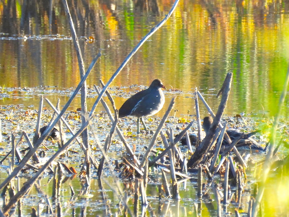 Common Gallinule - ML642670692