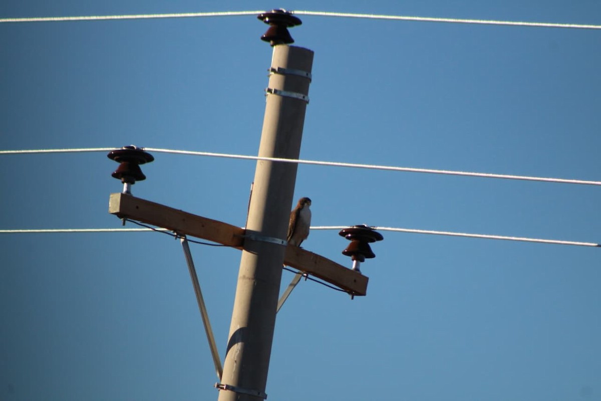 Variable Hawk - ML642670705
