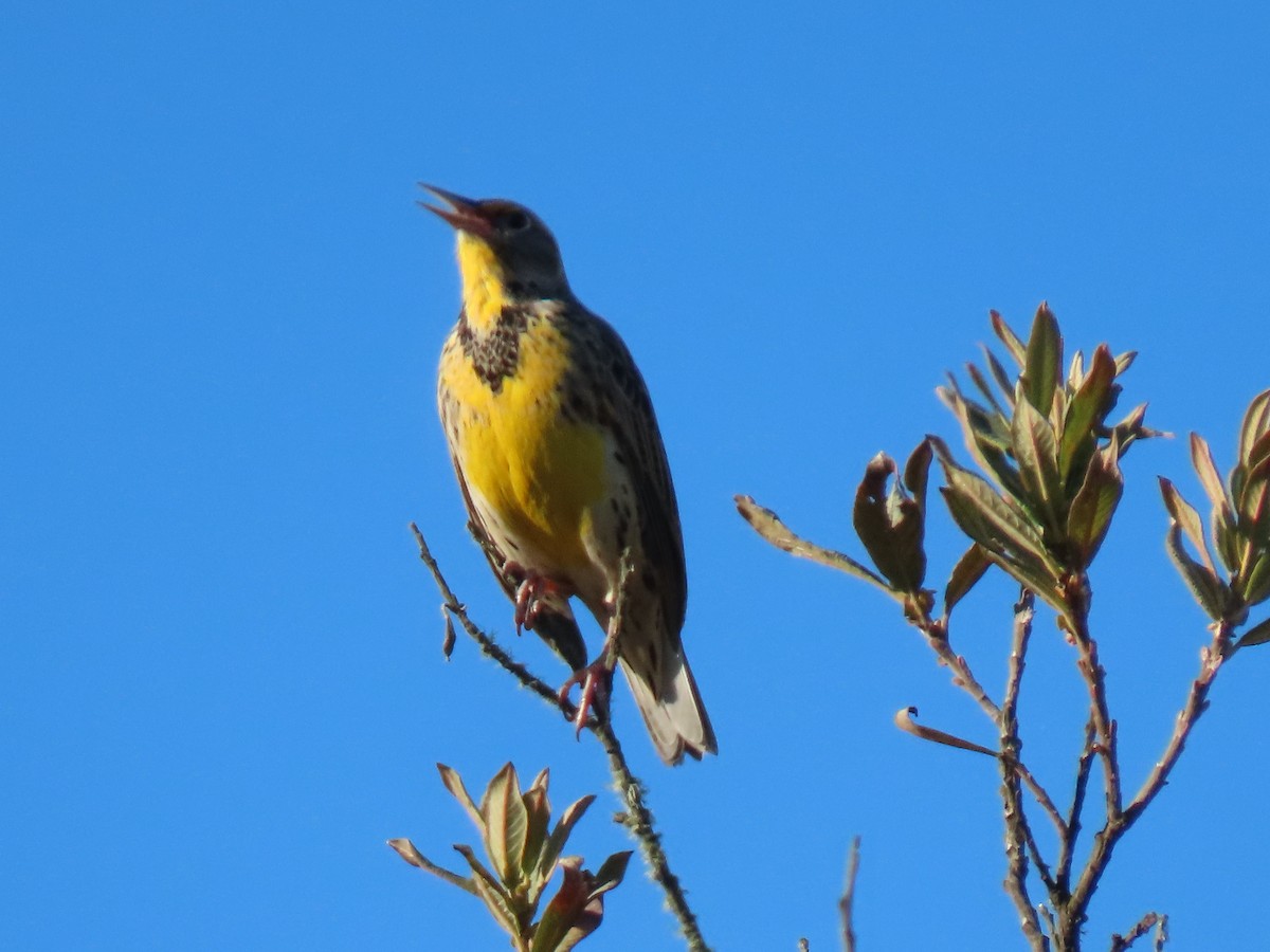 Western Meadowlark - ML642670709