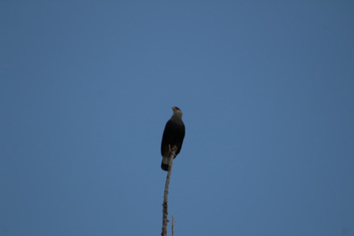 Crested Caracara - ML642670715