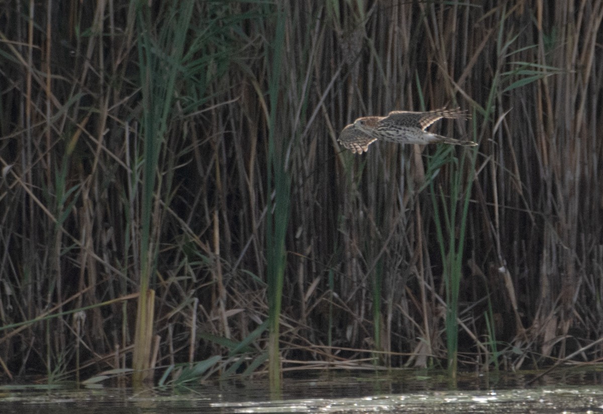 Cooper's Hawk - ML642670724