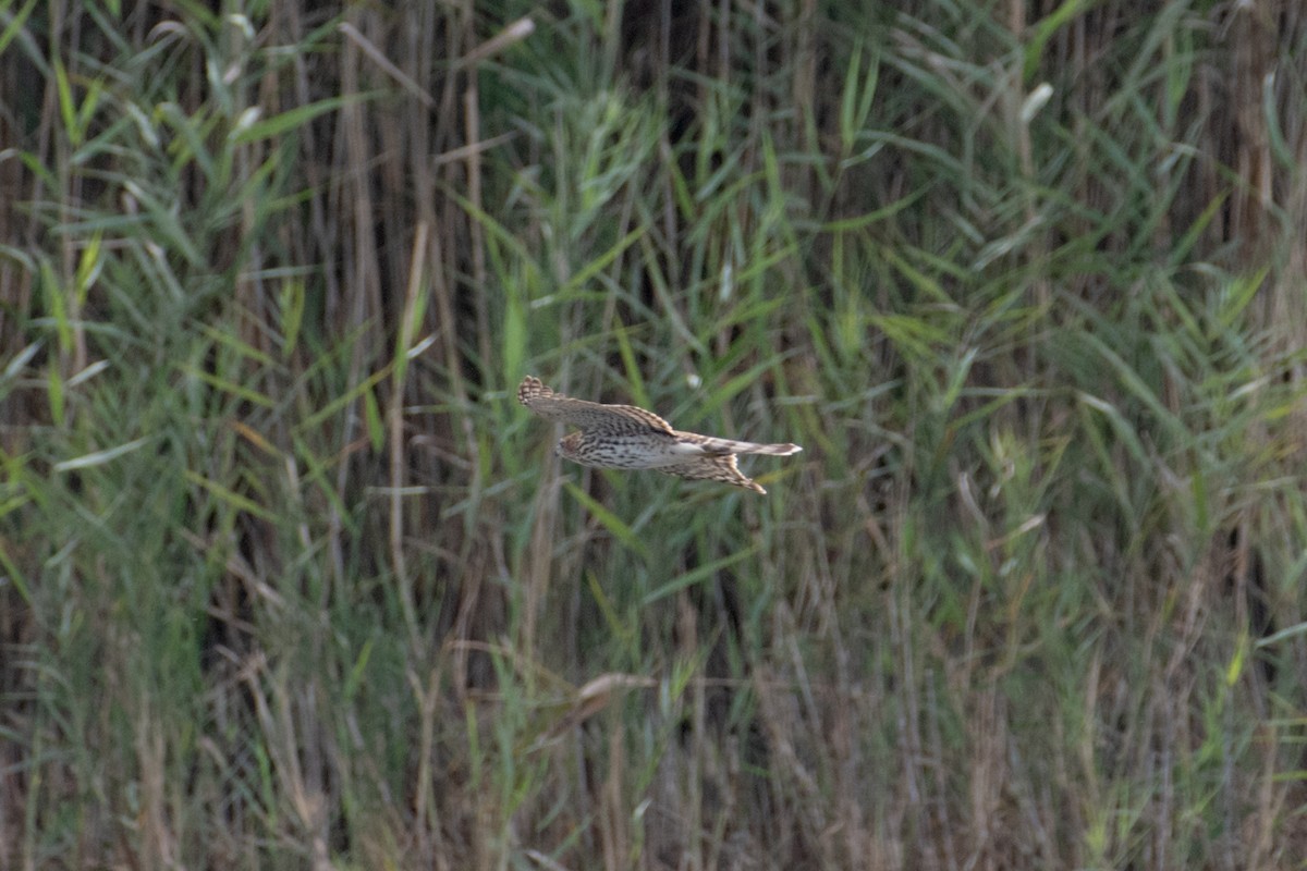 Cooper's Hawk - ML642670725