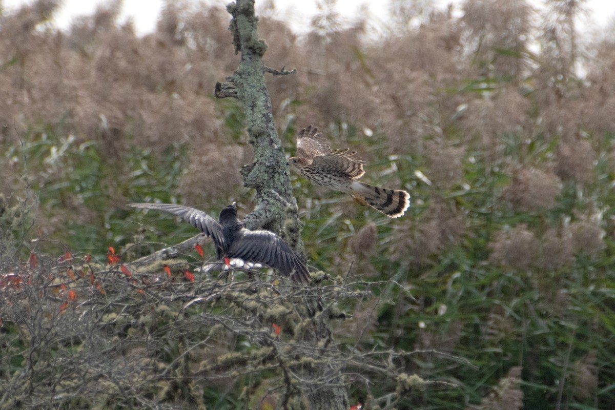 Cooper's Hawk - ML642670726