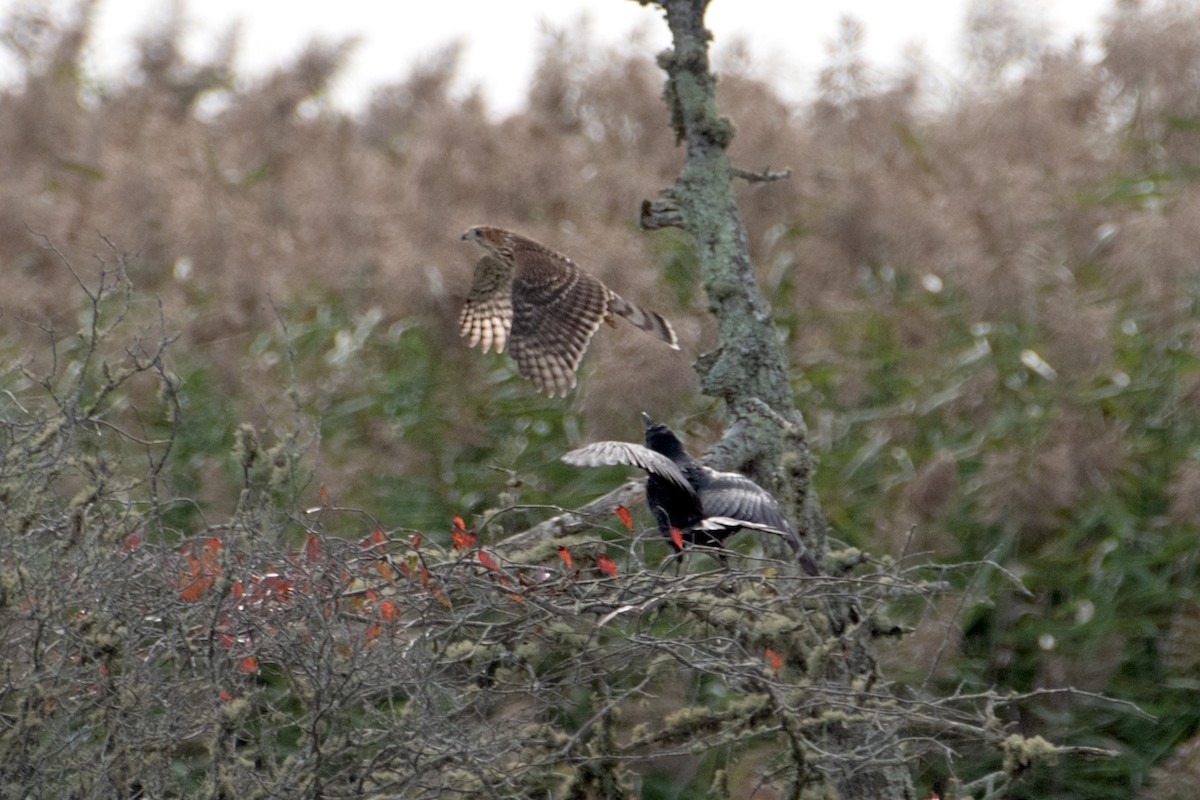 Cooper's Hawk - ML642670727