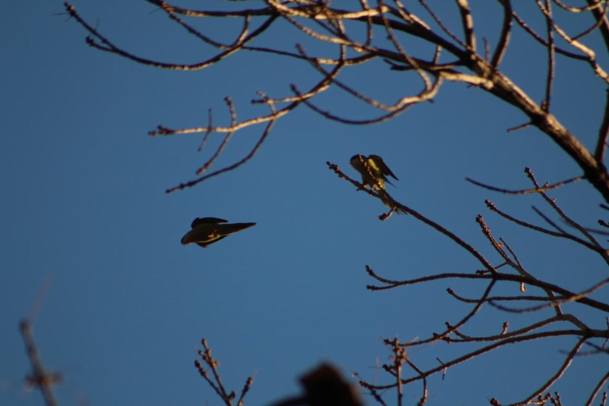 Gray-hooded Parakeet - ML642670729