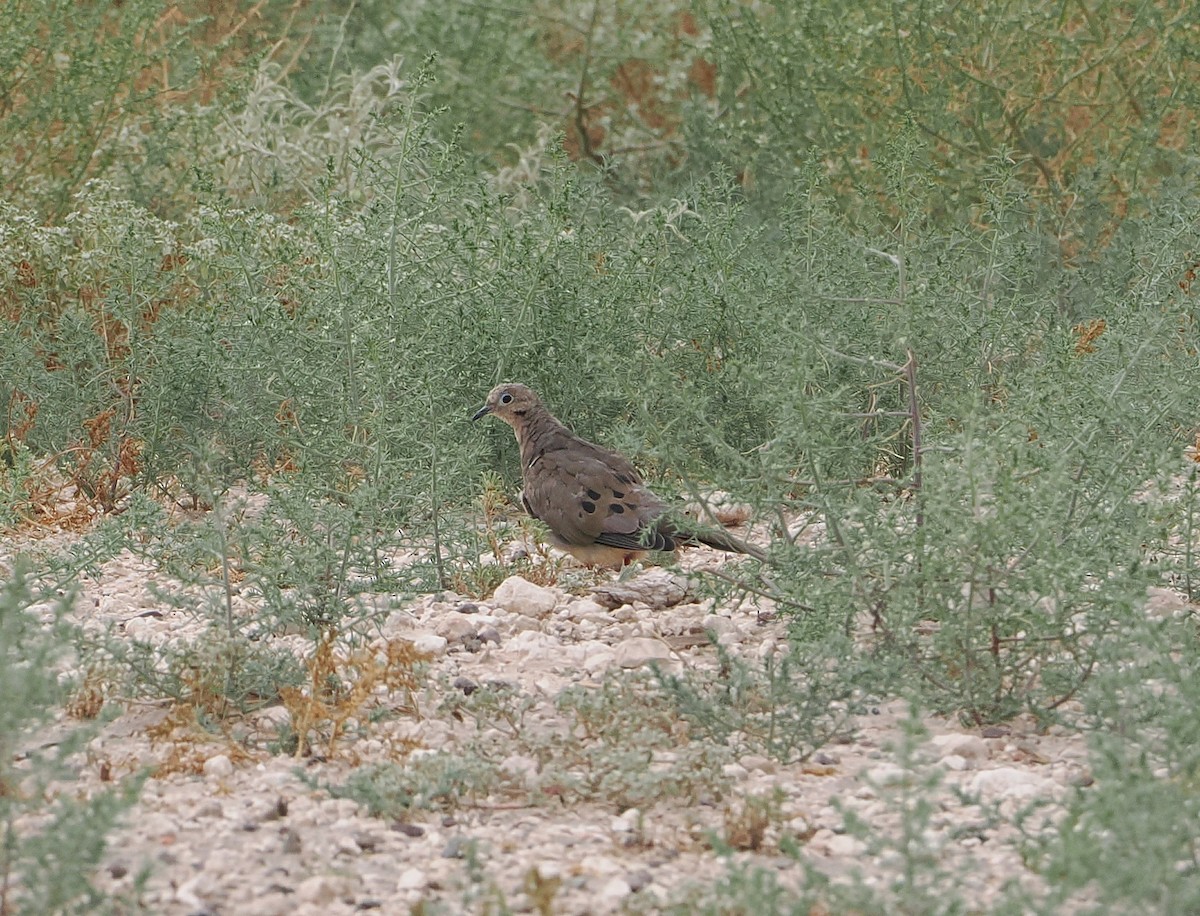Mourning Dove - ML642670741