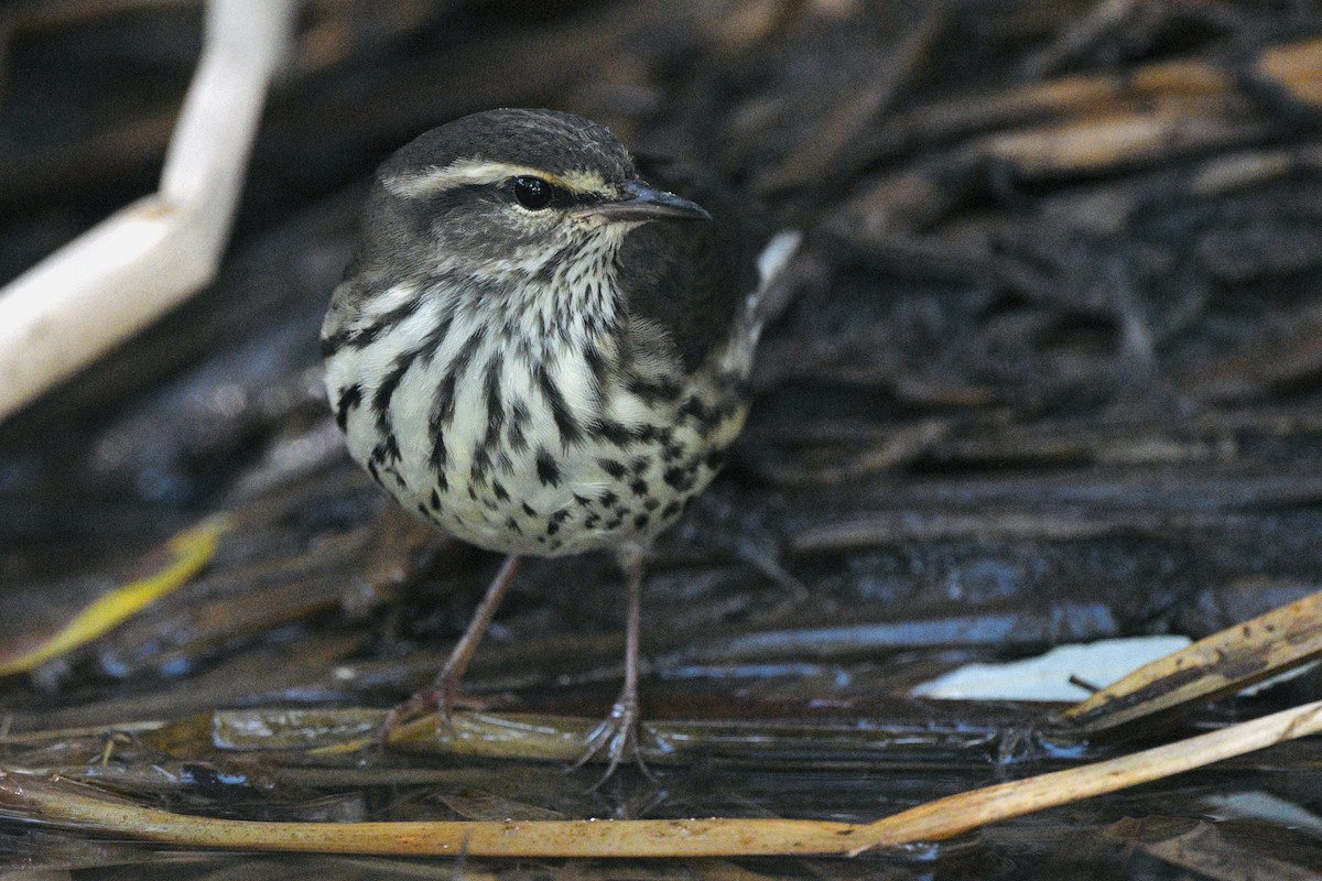 Northern Waterthrush - ML642670751