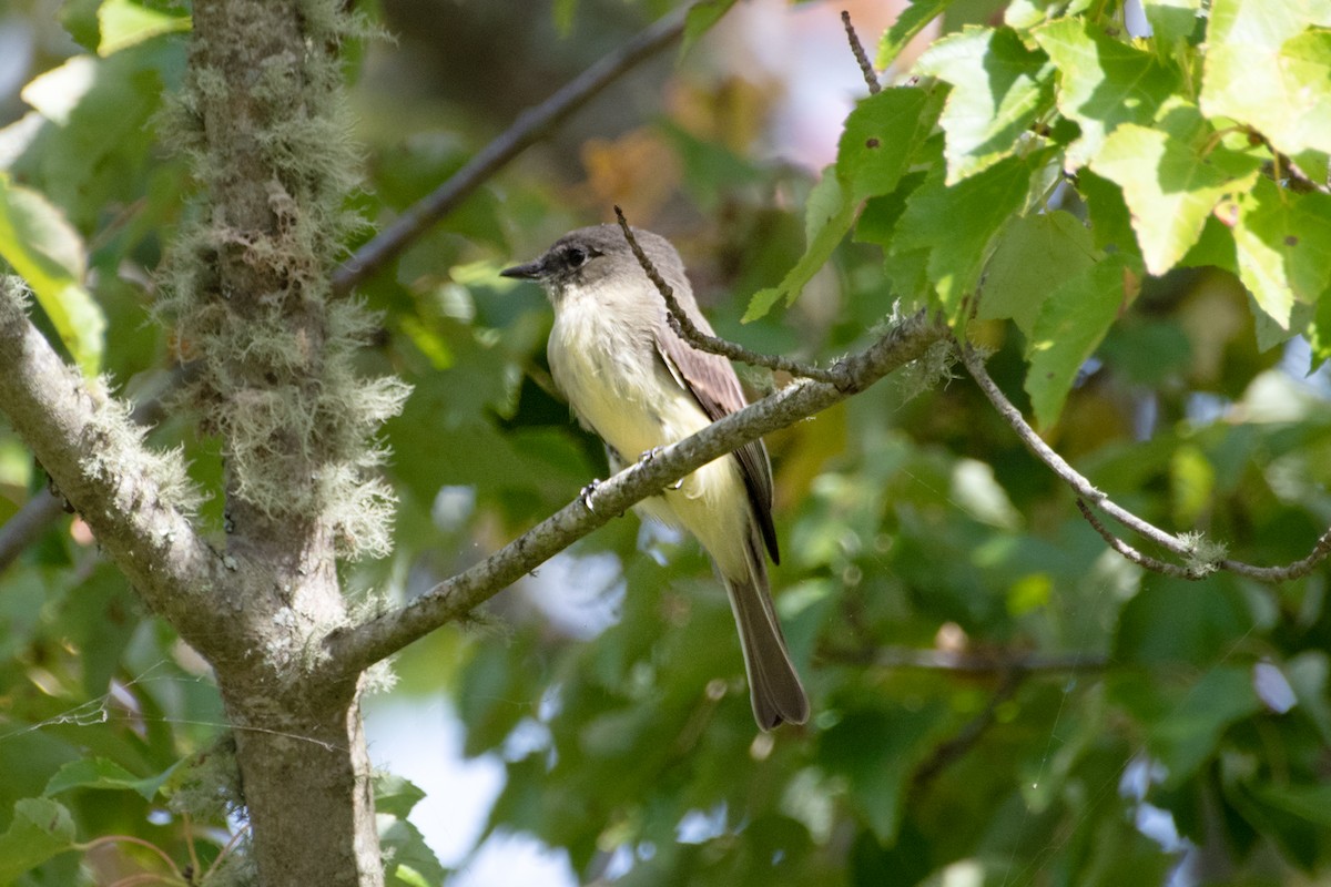 Eastern Phoebe - ML642670752