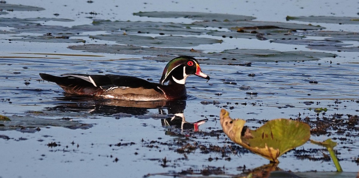 Wood Duck - ML642670756