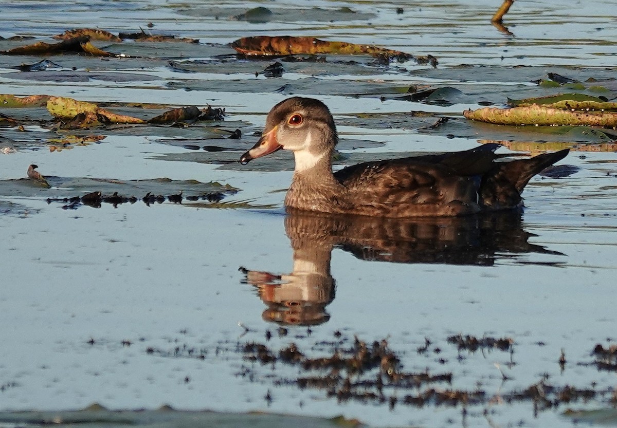 Wood Duck - ML642670762