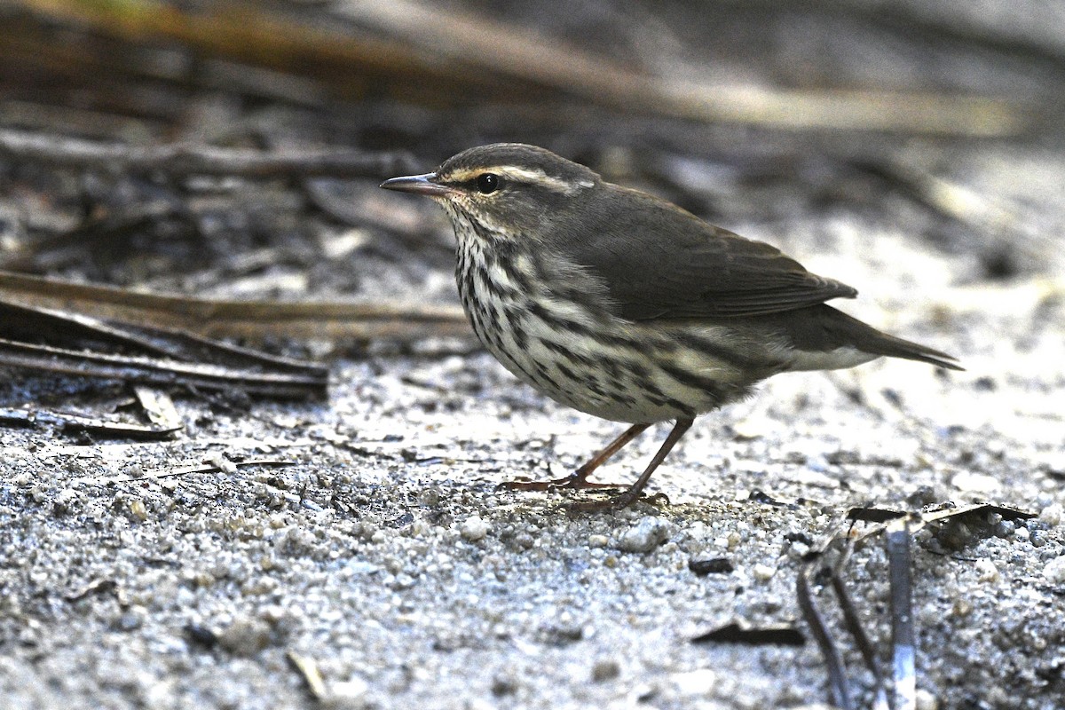 Northern Waterthrush - ML642670763