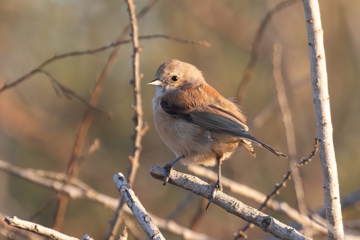 Eurasian Penduline-Tit - ML642670764
