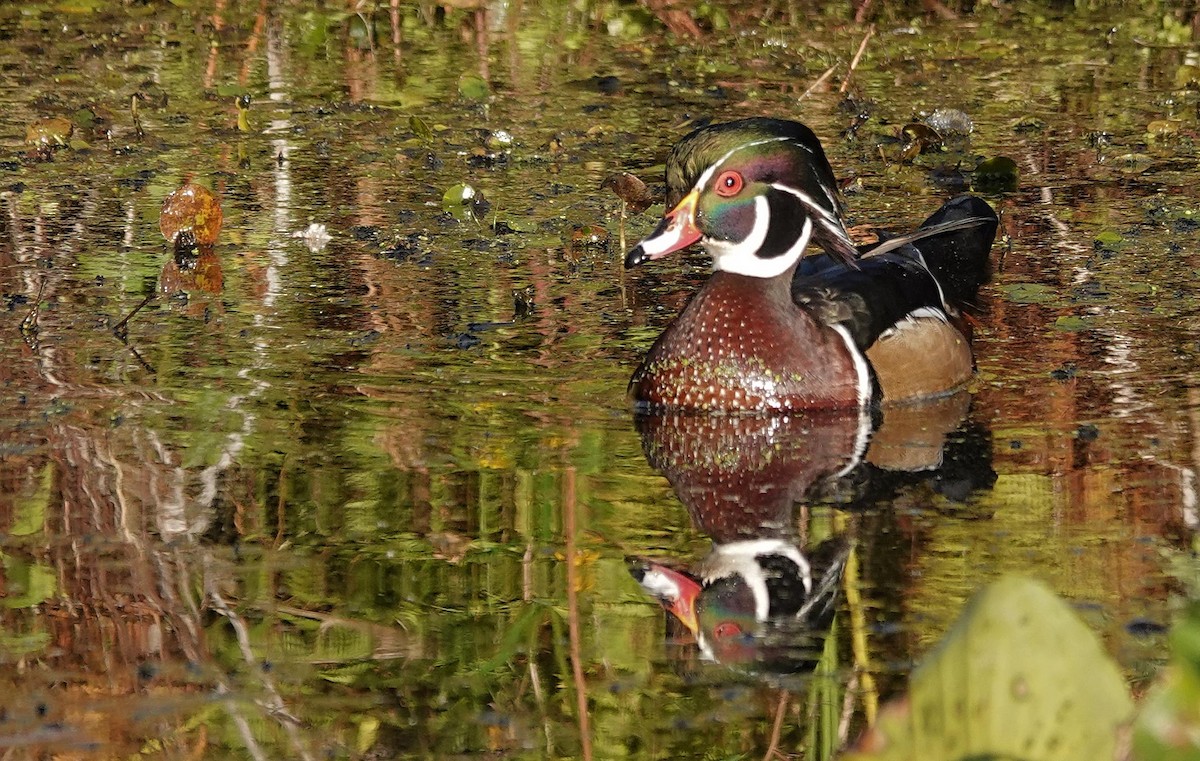 Wood Duck - ML642670765