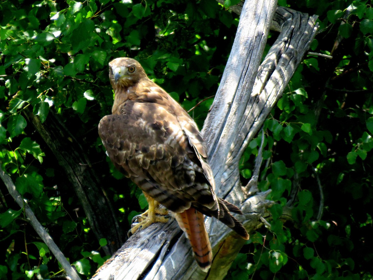 Red-tailed Hawk - ML642670768
