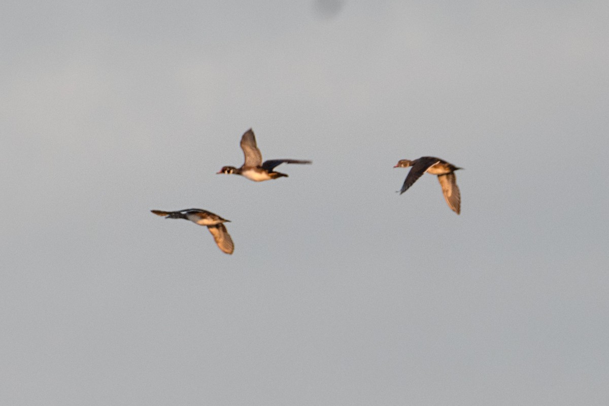Wood Duck - ML642670769
