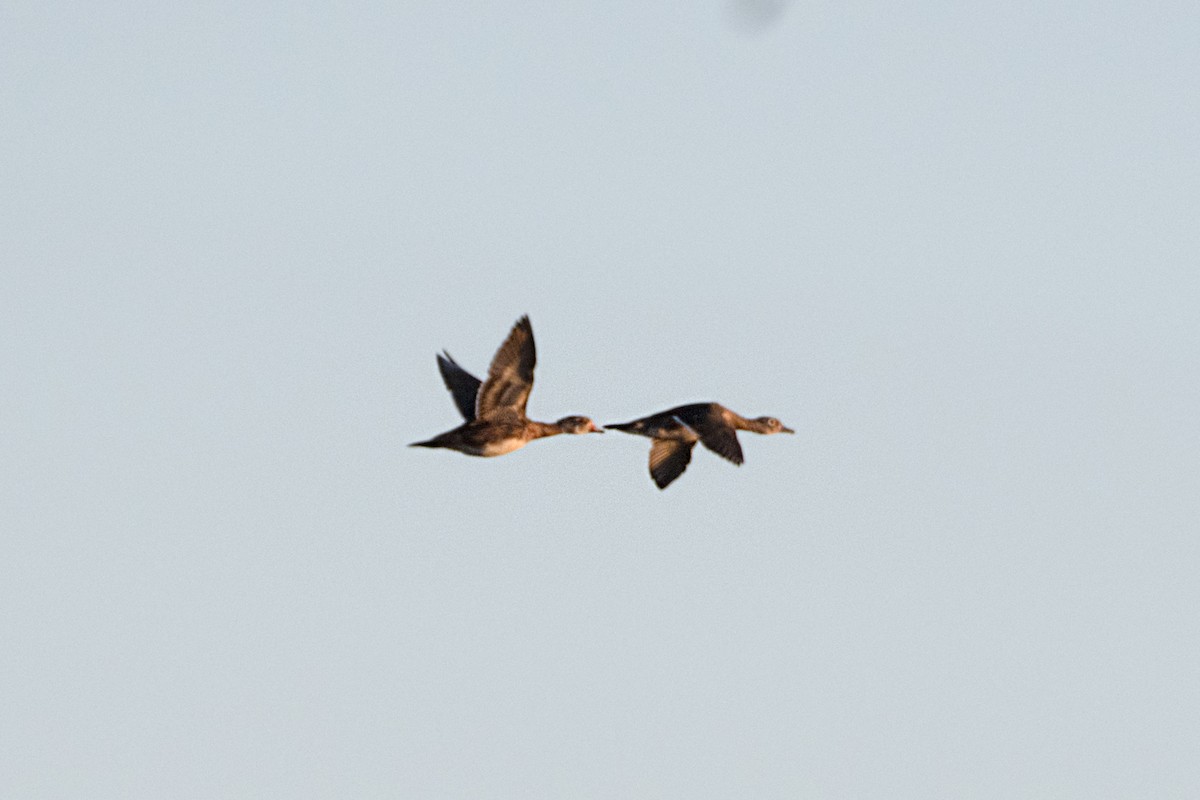 Wood Duck - ML642670770