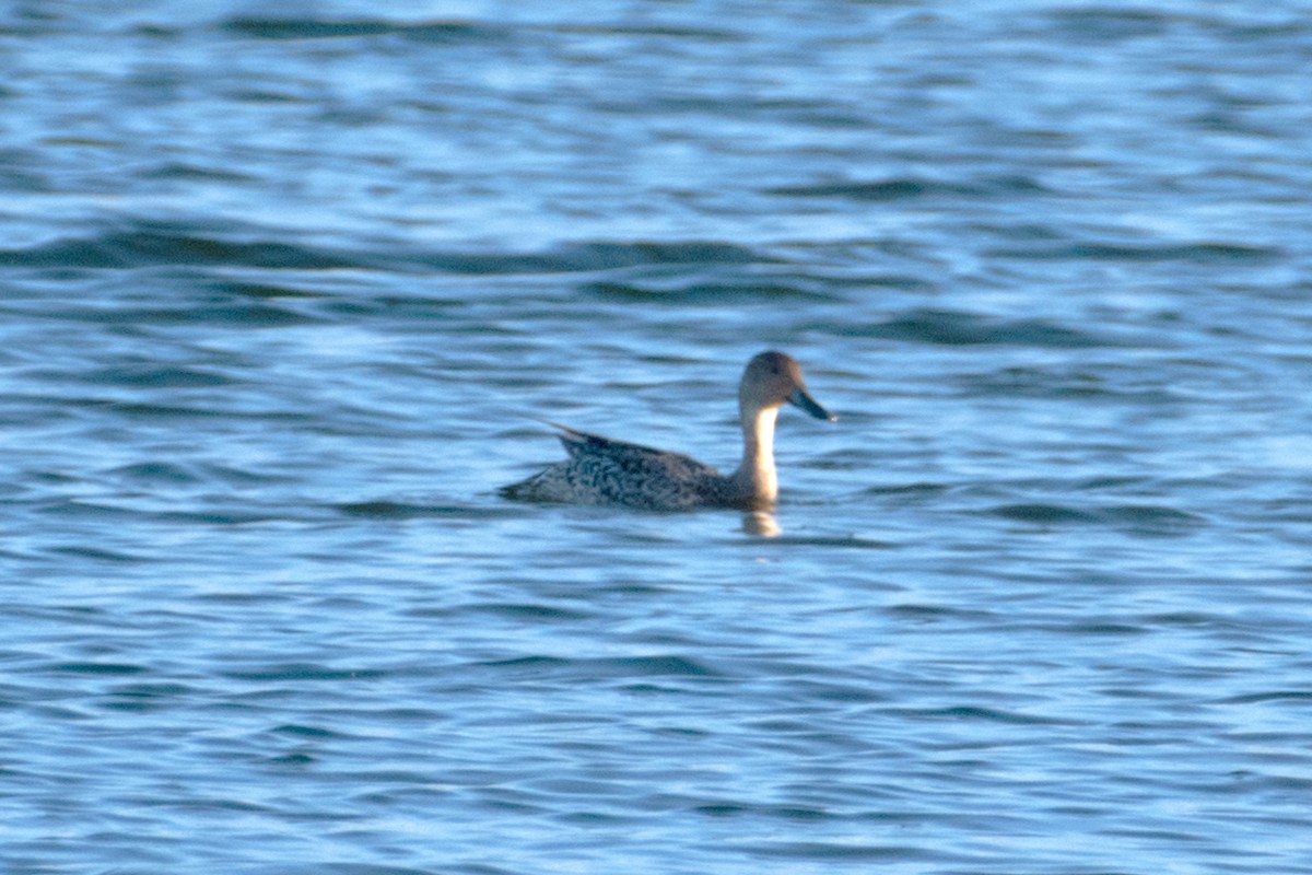 Northern Pintail - ML642670784