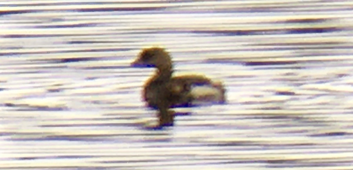 potápka americká - ML642670788