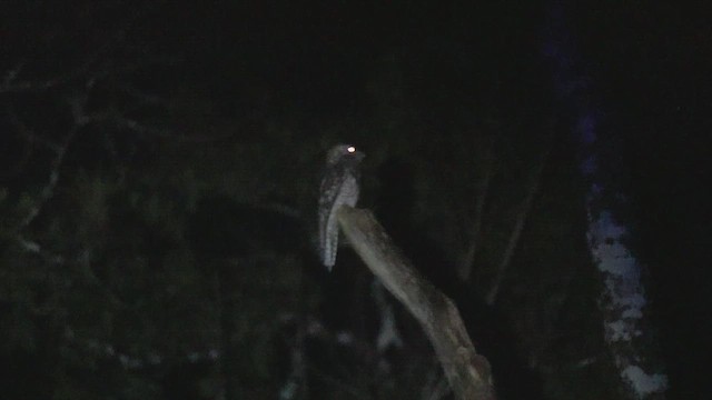 Great Potoo - ML642670790